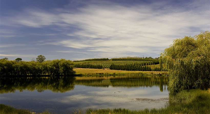 Curly Flat Vineyard over the lake